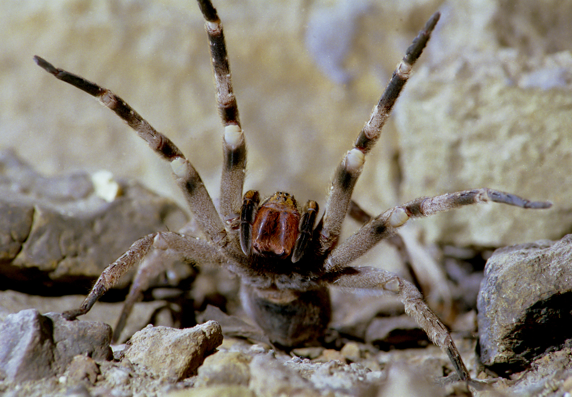 brazilian wandering spider in house
